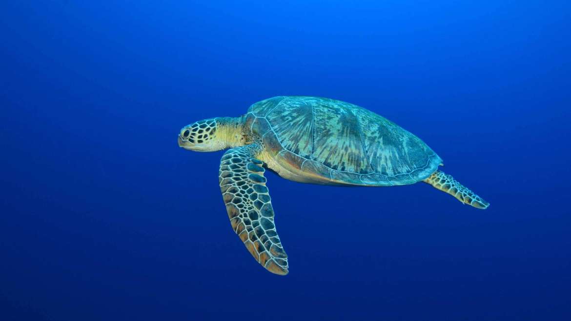 Why healthy oceans need sea turtles