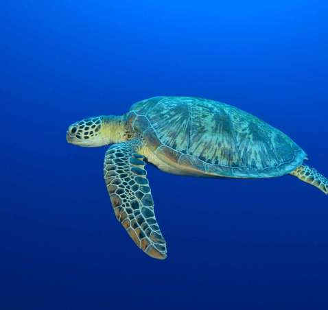 Why healthy oceans need sea turtles